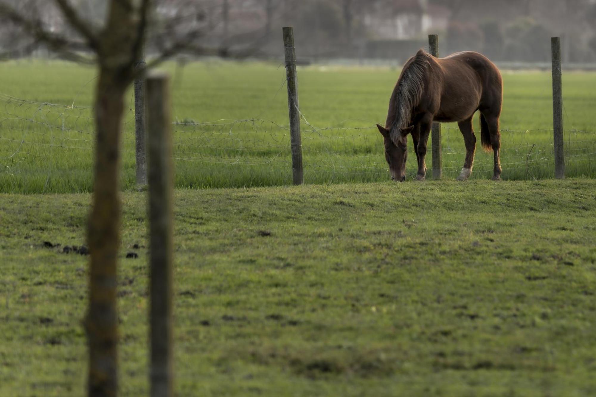 Agriturismo Al Botteniga Treviso Kültér fotó